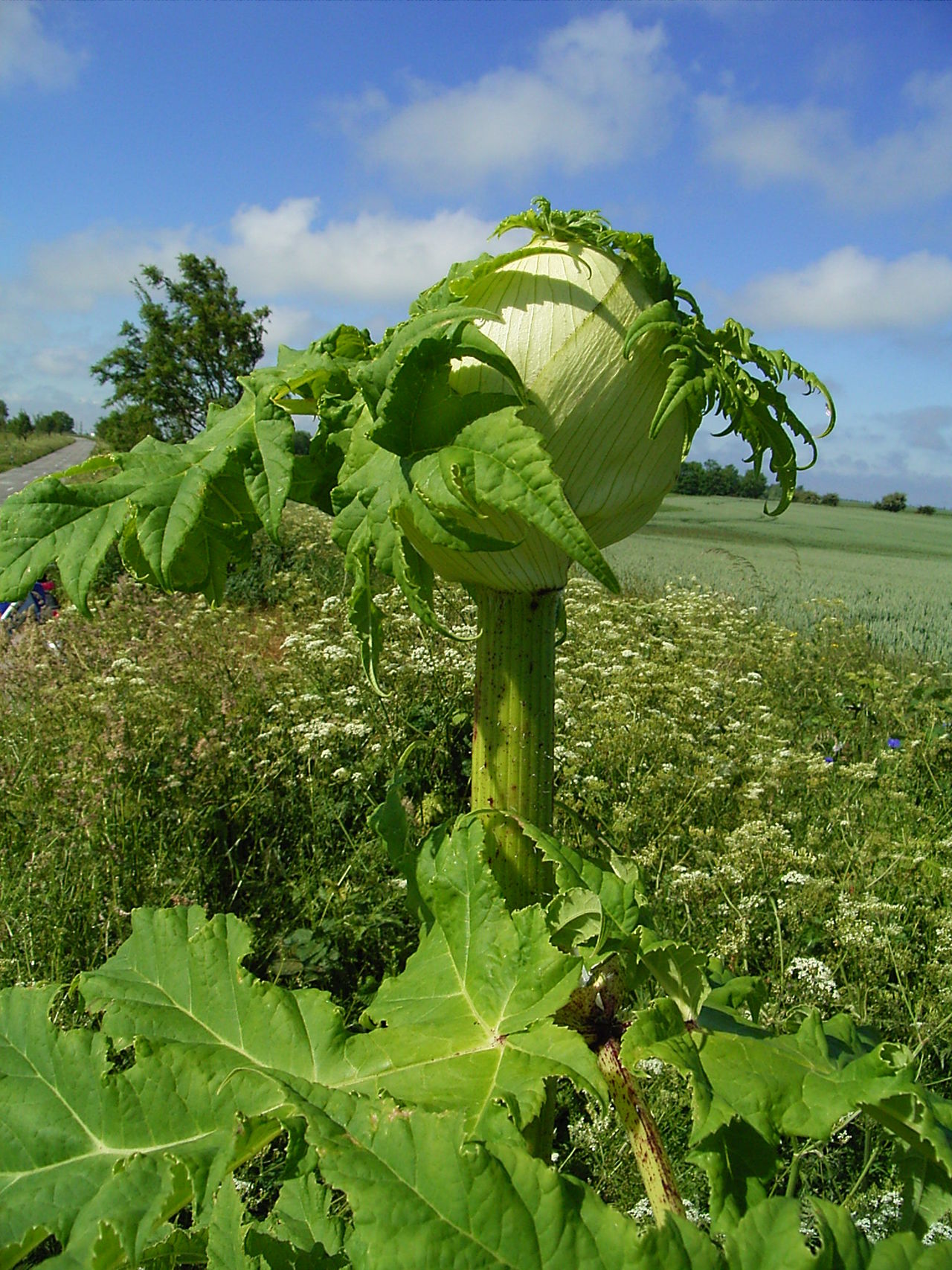 Heracleum giganteum