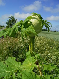 Plants growing on field