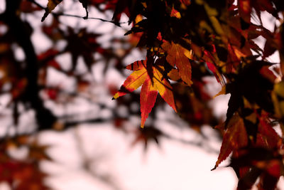 Low angle view of leaves on tree