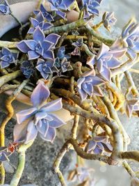 Close-up of flowers