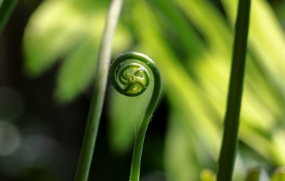 Spiral shape of unfolding fern leaf