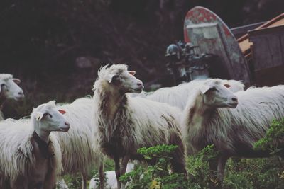 A small group of sheeps