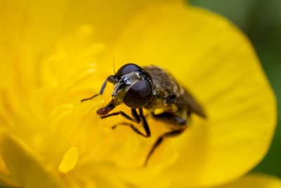 Close-up of insect pollinating on yellow flower