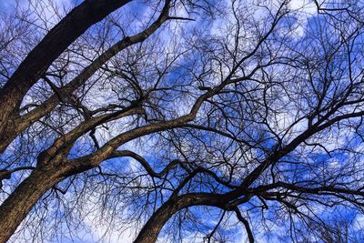 Low angle view of bare tree against blue sky