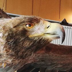 Close-up of a bird