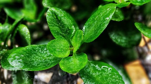 Close-up of raindrops on plant