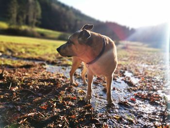 Dog looking away on field