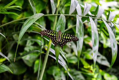 Butterfly on leaf