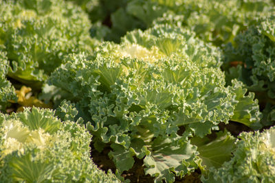 Close-up of plants growing on field