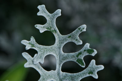 Close-up of plant during winter