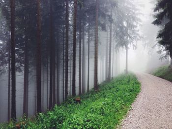 Pathway along trees in forest