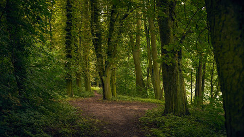 Trees in forest