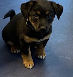 Portrait of puppy sitting on floor