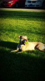 Dog relaxing on grassy field