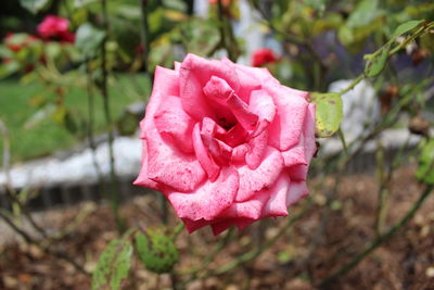 Close-up of pink rose