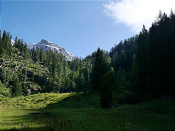 Pine trees in forest against sky