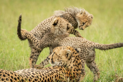 Cheetah lying by two cubs play fighting