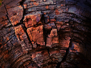Full frame shot of tree trunk