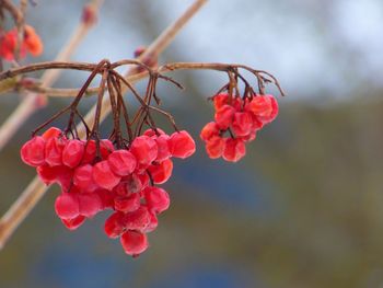 Close-up of red flowers