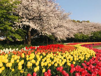 View of cherry blossom in park