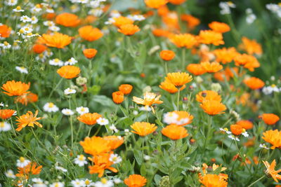 Close-up of orange poppy flowers blooming in field