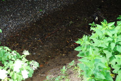 High angle view of flowering plant on field