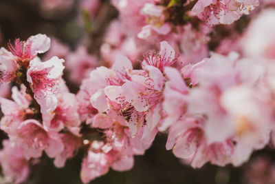 Close-up of pink cherry blossom