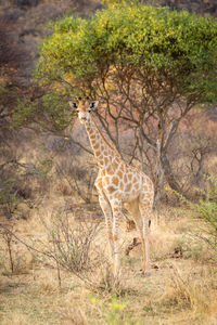 Southern giraffe stands in clearing watching camera