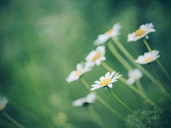 Close-up of white flowering plant