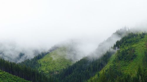 Scenic view of pine trees against sky during foggy weather