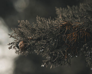 Close-up of dried plant