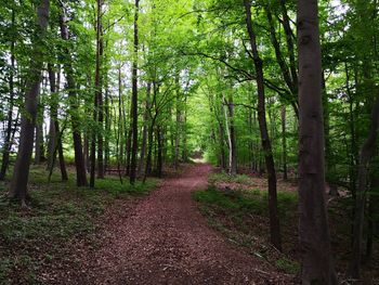 Trail amidst trees in forest