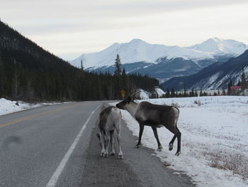 Horse standing on road against snowcapped mountains