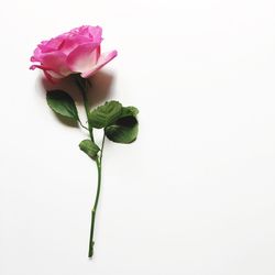 Close-up of rose over white background