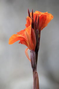 Close-up of red flower