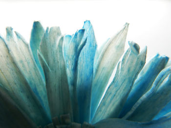 Close-up of flower over white background