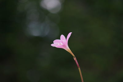 Close-up of pink flower