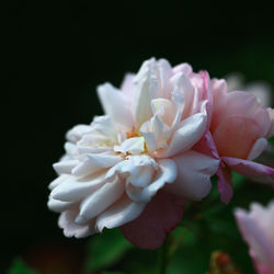 Close-up of pink cherry blossom