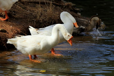 Close-up of gooses in water