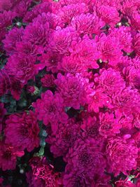 Full frame shot of pink flowers