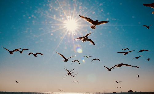 Low angle view of seagulls flying