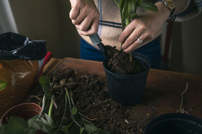 Woman planting potted plants at home