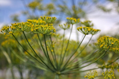 Close-up of yellow buds growing outdoors