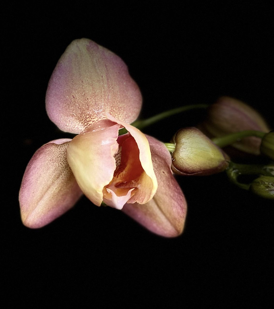 flower, black background, macro photography, freshness, plant, petal, close-up, studio shot, flowering plant, orchid, beauty in nature, plant stem, no people, leaf, indoors, yellow, nature, growth, fragility, inflorescence, flower head, pink, food, food and drink, blossom, healthy eating