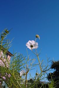 Low angle view of flowering plants against blue sky