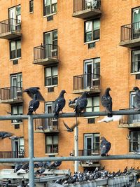 Bird perching on residential buildings