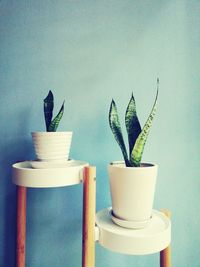 Close-up of potted plant on table at home