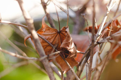 Close-up of dried leaves on branch