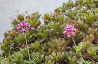 Close-up of pink flowering plant