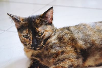 Close-up portrait of a cat at home